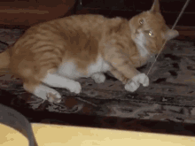 Funny Animals Cat GIF - Funny Animals Cat Playtime GIFs