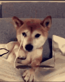 Learning Cool GIF - Learning Cool Dog GIFs