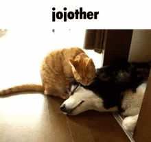 Jojother Husky GIF - Jojother Husky Cat GIFs