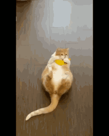 Banana Funny Cat GIF - Banana Funny Cat GIFs