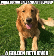 a golden retriever is laying in the grass with its tongue hanging out