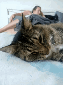 Cute Cat GIF - Cute Cat Sleepy GIFs