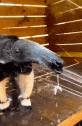 Anteater Drinking Water GIF - Anteater Drinking Water Thirsty GIFs