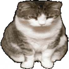 a brown and white cat is sitting down with its eyes closed