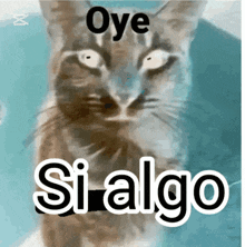 a picture of a cat with the words oye si algo written below it