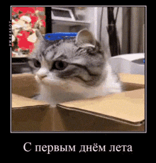 Komaru Komaru Cat GIF - Komaru Komaru Cat Komaru Cat Gif GIFs