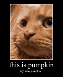 Hi Pumpkin GIF - Hi Pumpkin Cat GIFs