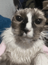 a close up of a cat 's face with a pink glove on