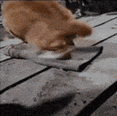 a cat is playing with a shoe on a table