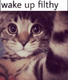 a close up of a cat with the words wake up filthy written above it