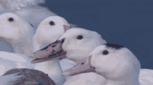 a group of white ducks are standing next to each other on a rock in the water .