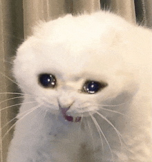a white cat with a sad look on its face is standing in front of a curtain .