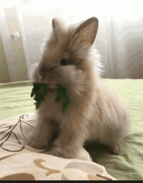 Cute Funny Animals GIF - Cute Funny Animals Bunny - Discover & Share GIFs
