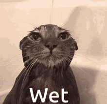Wet Cats GIFs | Tenor