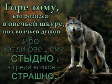 Murmansk Wolf GIF - Murmansk Wolf GIFs