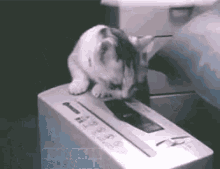 Cat Play GIF - Cat Play Shredder GIFs
