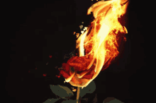 Rose Fire GIF - Rose Fire Flame GIFs