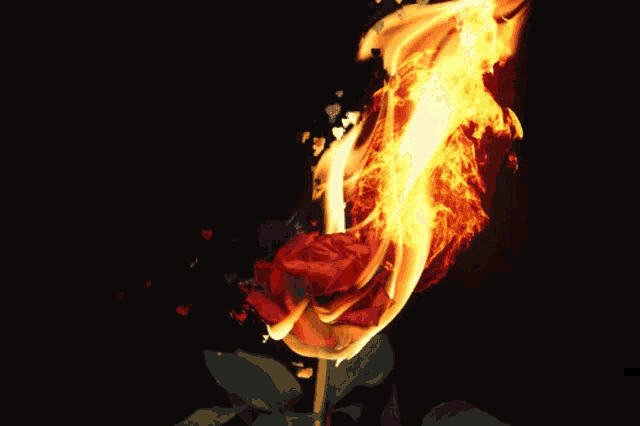Горящие розы. Цветок в огне. Горящие цветы. Песня словно пепел сгораю speed up