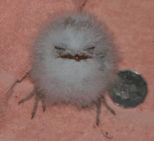 a small white bird sitting next to a quarter
