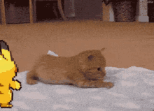 Unpush Kitten GIF - Unpush Kitten Cat GIFs