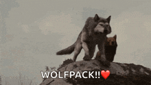 a couple of wolves standing on top of a rock with the word wolfpack written below them