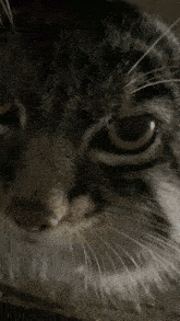 Manul Pallas Cat GIF - Manul Pallas Cat Grusha GIFs