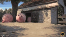 Pig Rolling GIF - Pig Rolling Fat GIFs