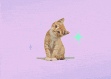 a purple background with a kitten and the words exacta fuckin looley