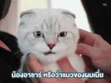 Cat Love GIF - Cat Love Gulfkanawut GIFs