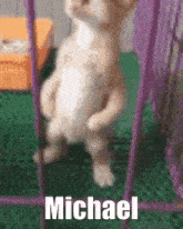Michael Cat Cat Standing GIF