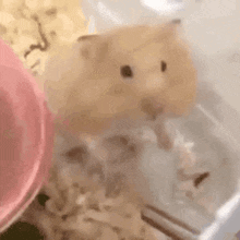 Hamster Smile GIF