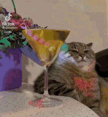 Lmaooooooooooooolol Cat Drinking Coctel GIF - Lmaooooooooooooolol Cat Drinking Coctel Cat Chill GIFs