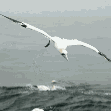 Diving In The Water Northern Gannet GIF - Diving In The Water Northern Gannet Robert E Fuller GIFs