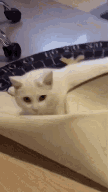 a white cat laying on top of a keyboard with the letters t and o on it