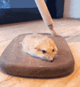 a small hamster is laying on a wooden cutting board .