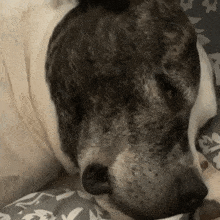 Harvey Hound Dog Sleepy Dog GIF - Harvey Hound Dog Sleepy Dog Sleepy GIFs