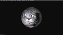 a computer screen shows a cat with blue eyes and the words map to globe below it