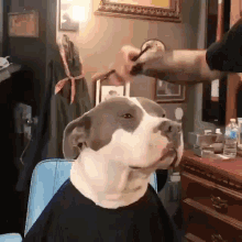 Dog Haircut GIF - Dog Haircut Fade GIFs