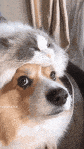 a dog and a cat are sitting next to each other and looking at the camera .