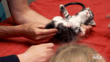 Kitten Check-up Time! GIF