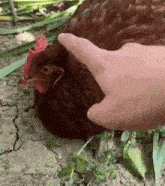 a person is petting a brown chicken with a red crest
