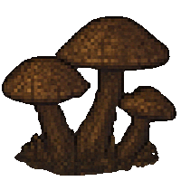 a group of brown mushrooms are growing together on a white background