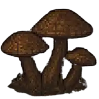 a group of brown mushrooms are growing together on a white background