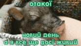 a pig is sleeping on a person 's chest with a caption in russian