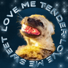 Love Me Tender Meme Love Me Tender Love Me Sweet GIF - Love Me Tender Meme Love Me Tender Love Me Sweet Atrabilis GIFs