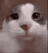 a close up of a cat 's face looking at the camera with a blurry background .