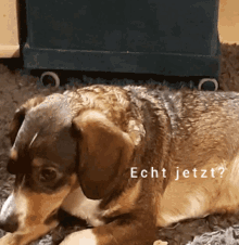 Hunde Dogs Hund Dog Geschenk Präsent GIF - Hunde Dogs Hund Dog Geschenk Präsent Schauen Suchen Search GIFs