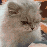 a close up of a cat 's face with a very angry look on its face