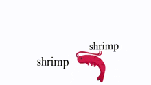 a picture of a shrimp with a tail and the word shrimp on it