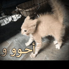 a kitten is standing in front of a cage with arabic writing on the floor
